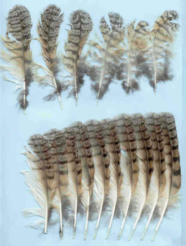 Penne : Rapace notturno - Gufo comune (Asio otus)
